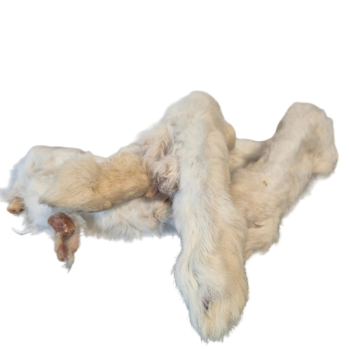 Kaninchenpfoten mit Fell getrocknet