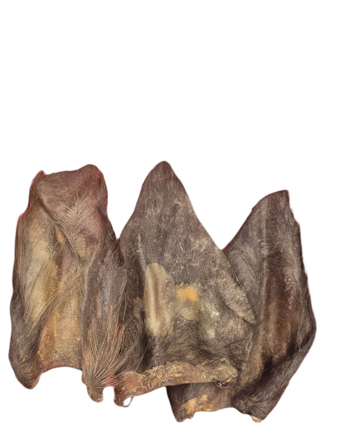 Pferde-Ohren mit Fell getrocknet