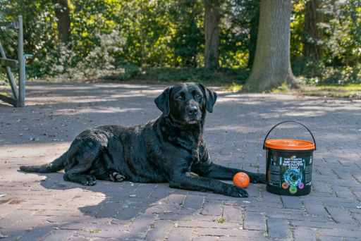 Hunde Kometenschauer Spielballset