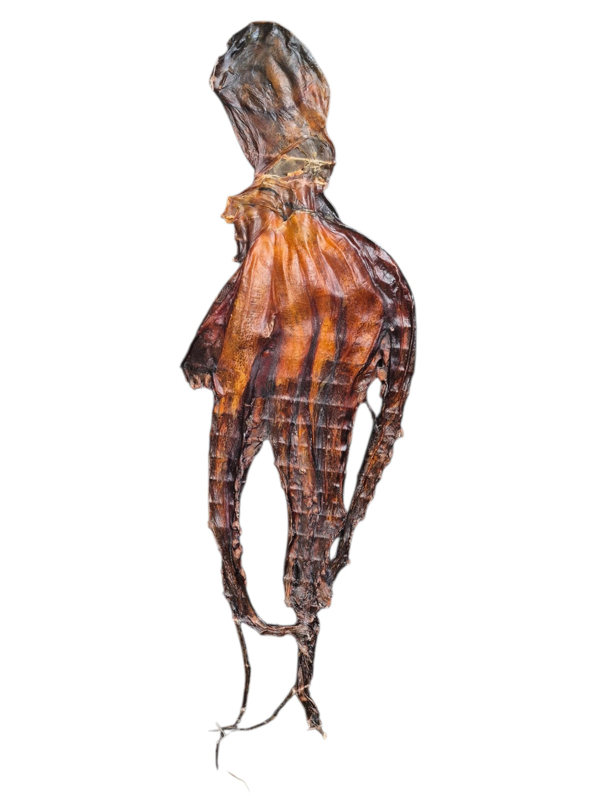 Tintenfisch getrocknet