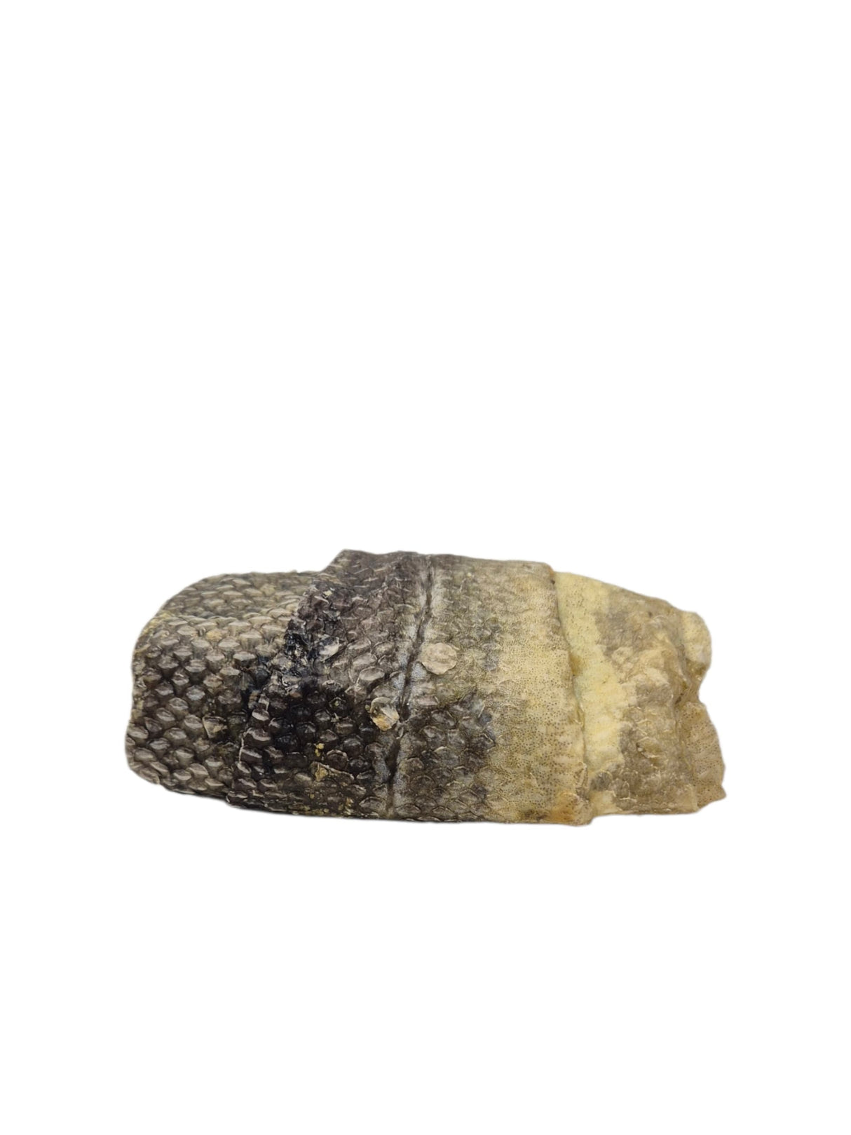 Dorschhaut Roulade getrocknet
