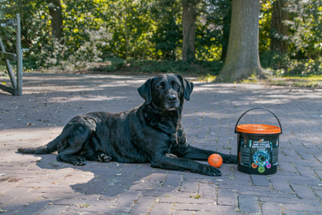 Hunde Kometenschauer Spielballset
