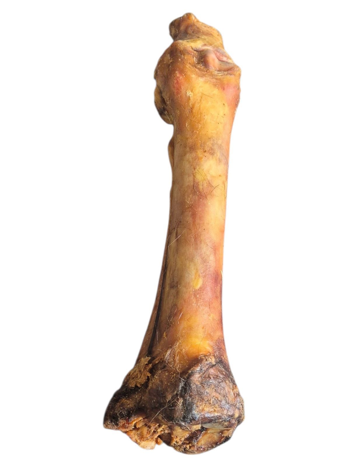 Natürlicher, luftgetrockneter Rinderknochen von gourmetpfoten.de zur Zahnpflege und Beschäftigung für Hunde