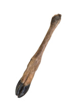 Hirschknochen-Bein aus Deutschland getrocknet Stück