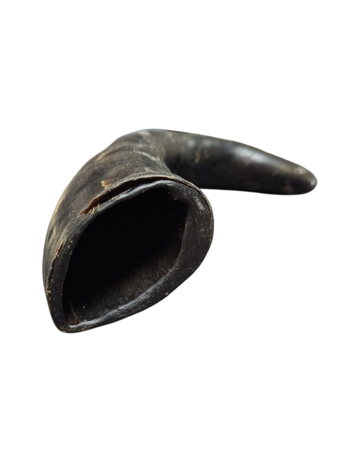 Büffelhorn getrocknet 18-22 cm